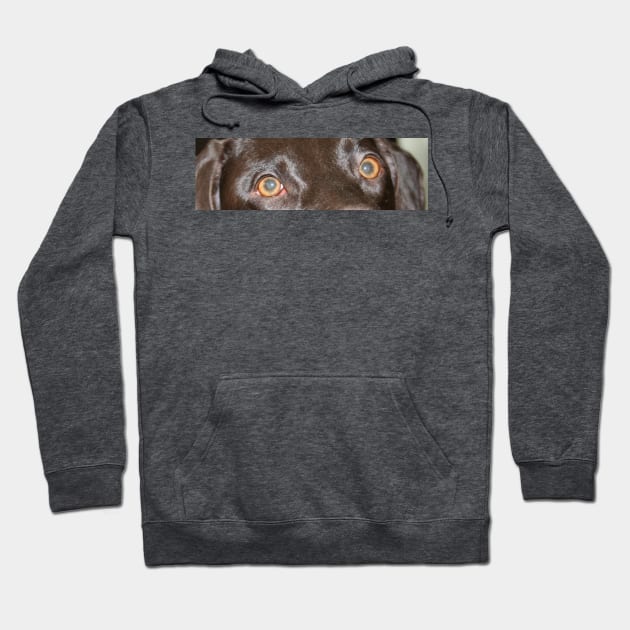 German Shorthaired Pointer liver eyes Hoodie by Wanderingangel